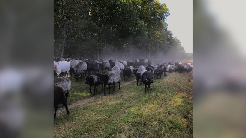 Das Bild zeigt Heidschnucken in der Lüneburger Heide