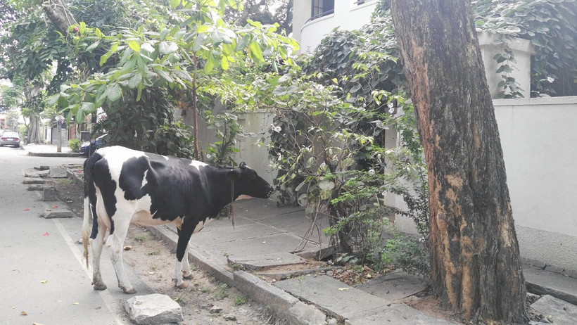 Eine Kuh auf den Straßen in Bangalore