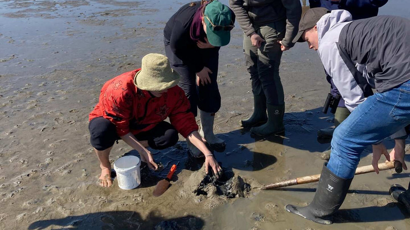 Warften, Wattwürmer und Windböen – Eine Exkursion zur Hallig Hooge