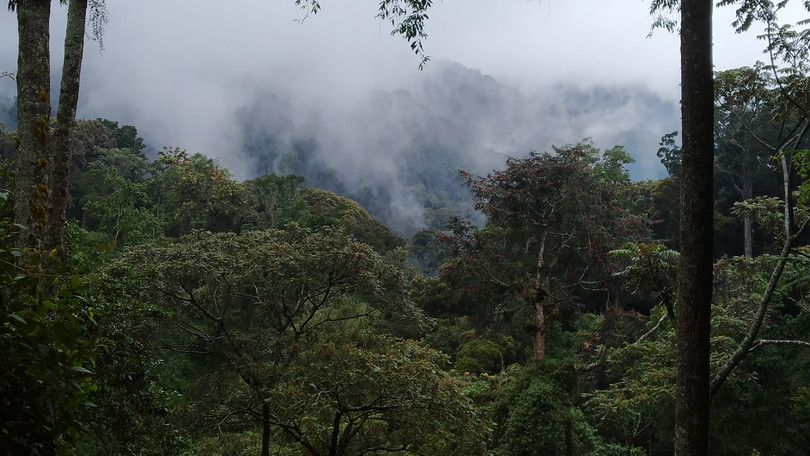 Bild: Nyungwe-Wald in Ruanda.