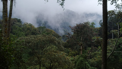 Bild einer Landschaft in Ruanda