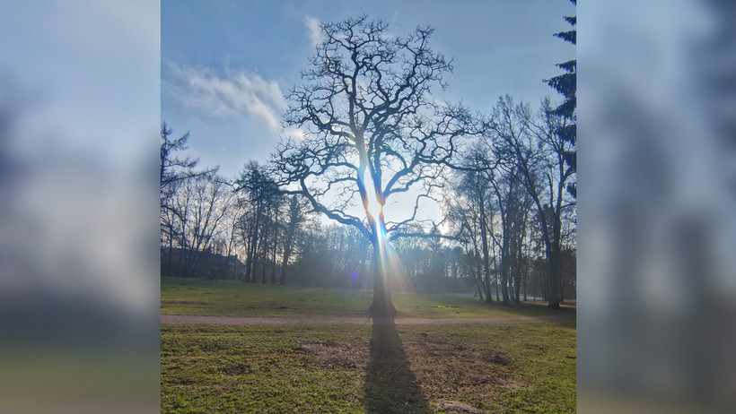 Das Bild zeigt einen Baum im Kurpark, durch dessen Äste die Sonne scheint.