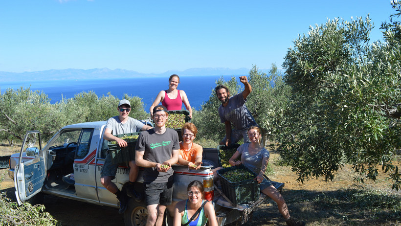 Das TEIKEI Olive Team bei der Olivenernte in Griechenland