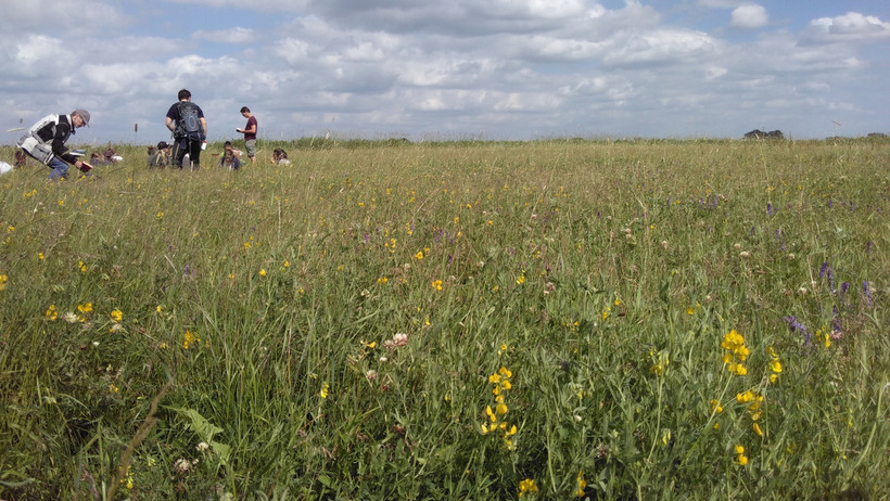 Mapping of the flood meadows near Brackede on the Elbe. This meadow is mown once a year. 