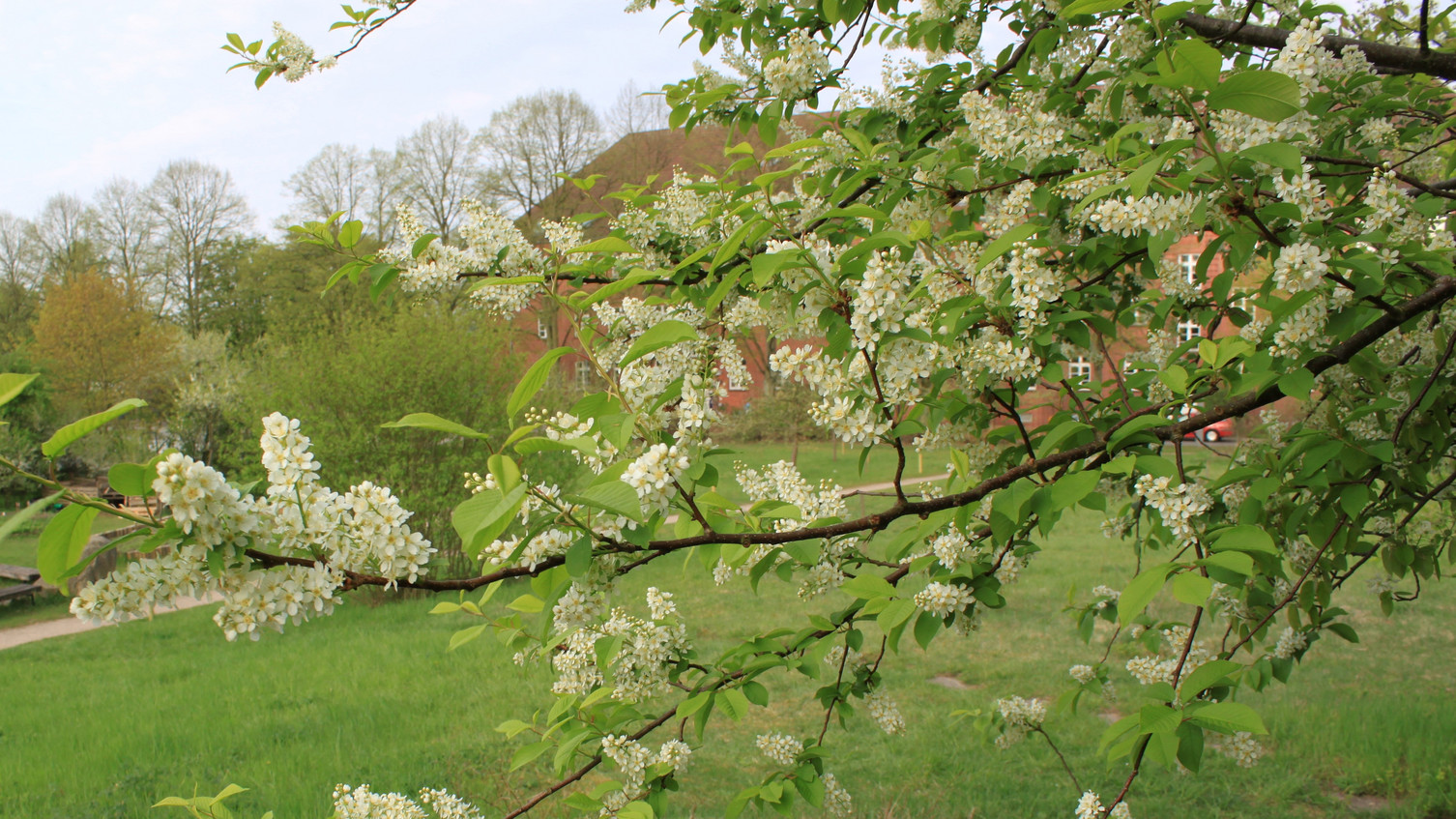 Echte Traubenkirsche - Prunus padus