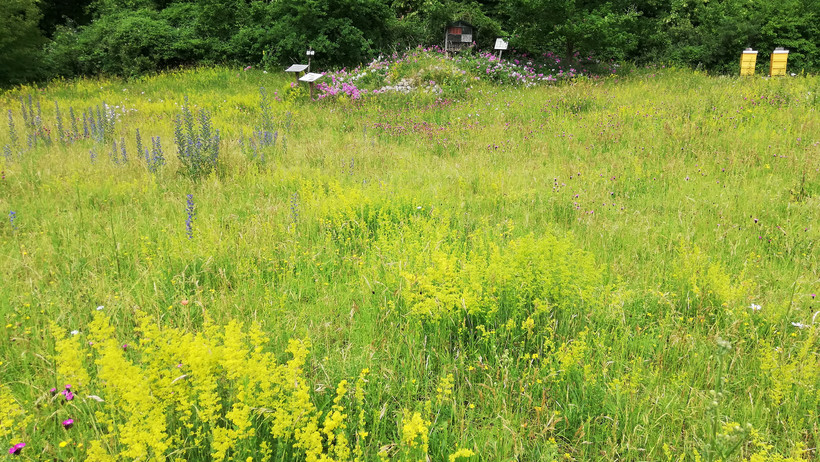 Wiese mit Galium verum und Salvia pratense