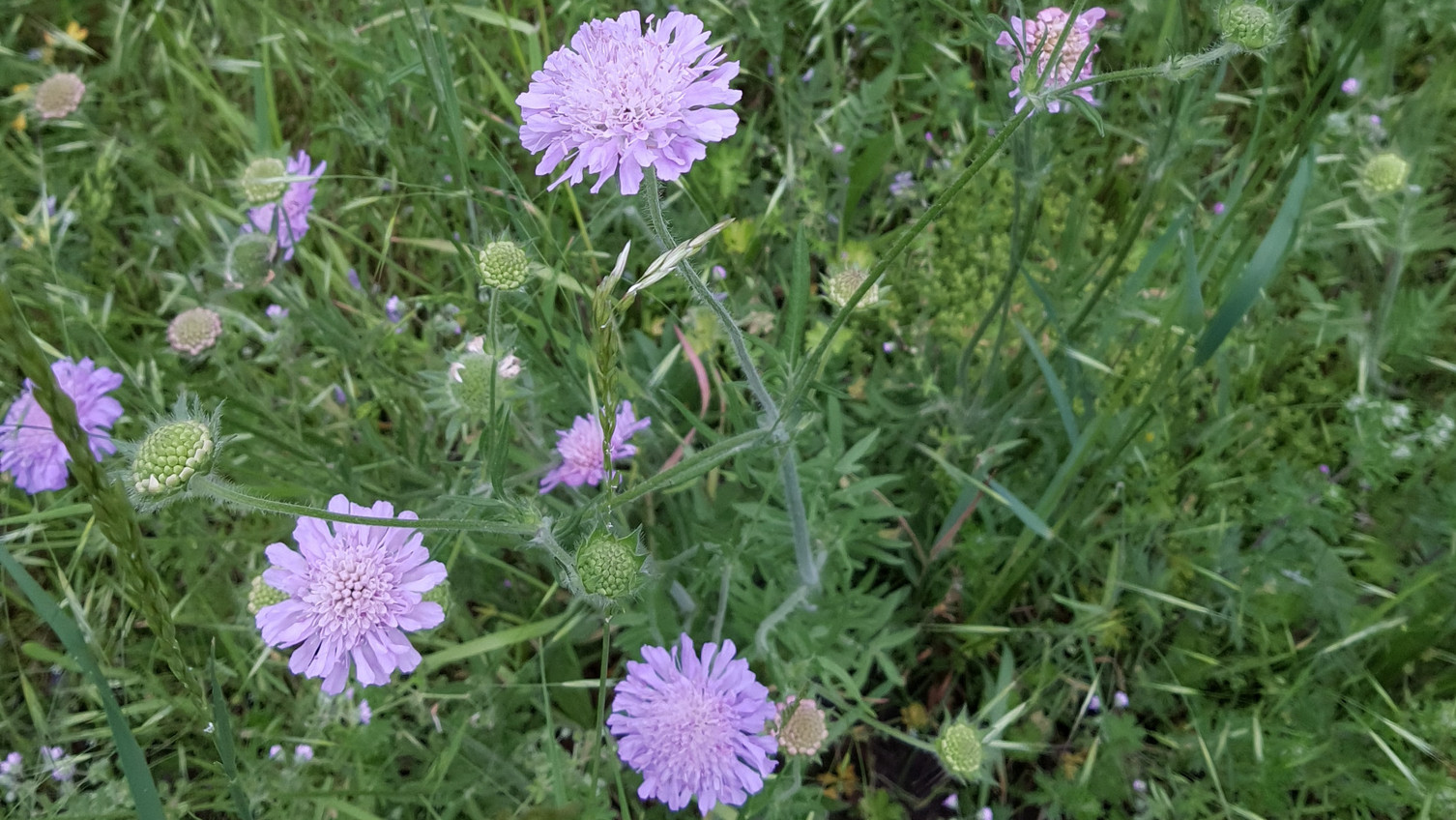 Wiesen-Witwenblume - Knautia arvensis