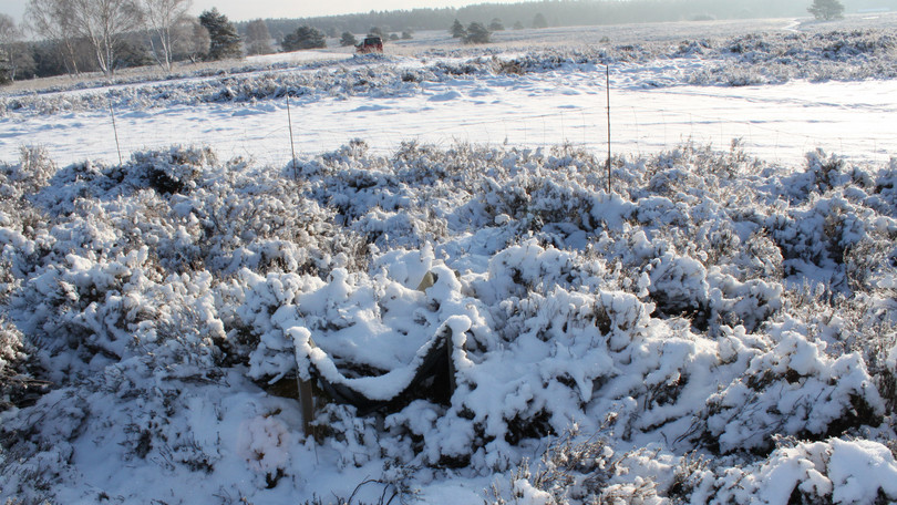 NSG Lüneburger Heide