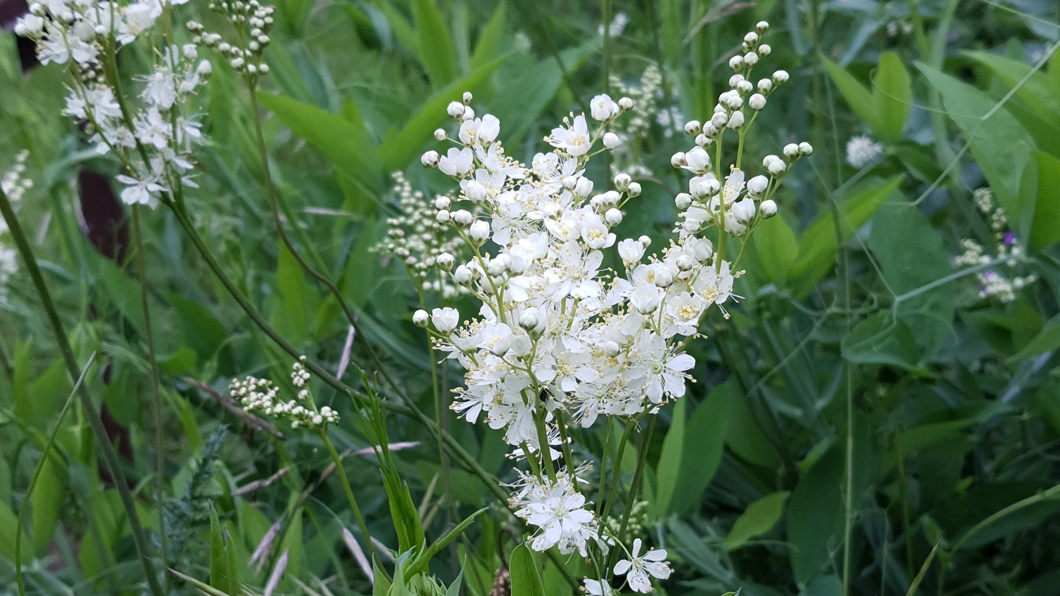Kleines Mädesüß - Filipendula vulgaris