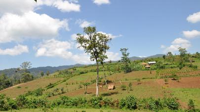 Tree Ethiopia