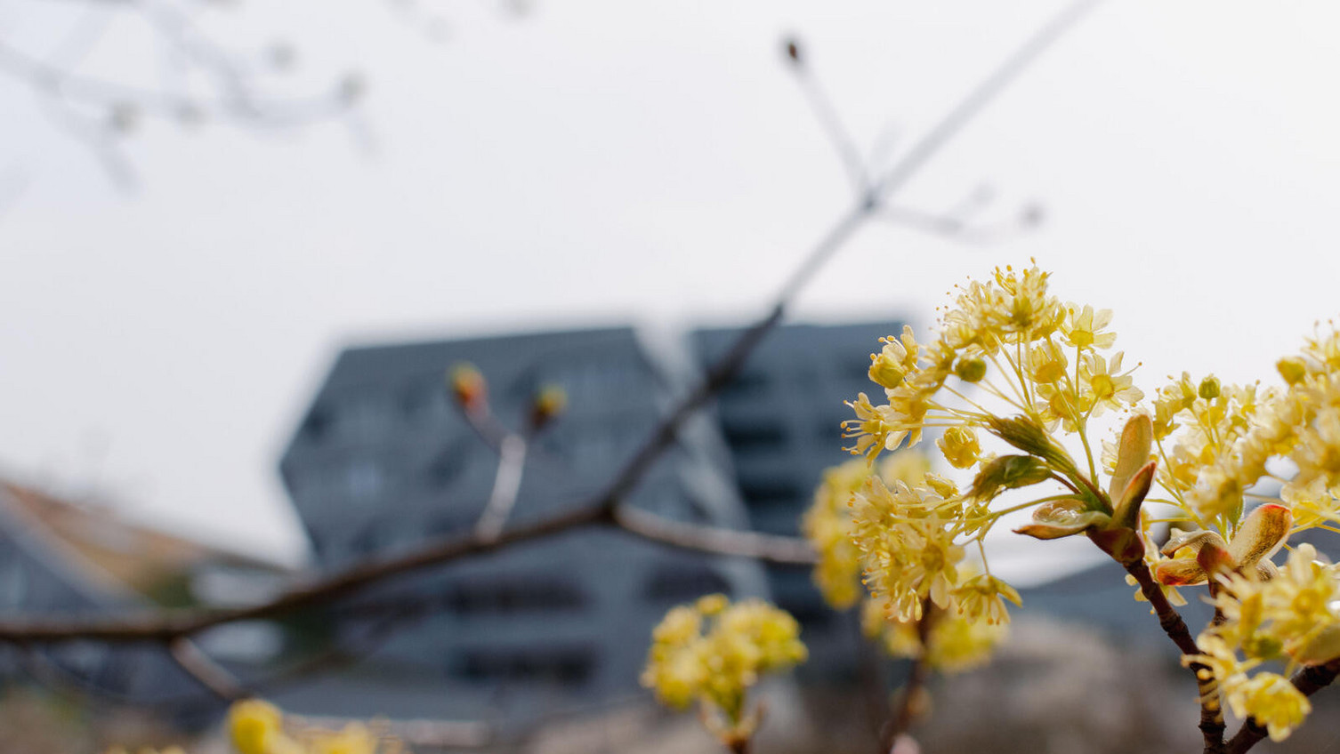Ostern Leuphana