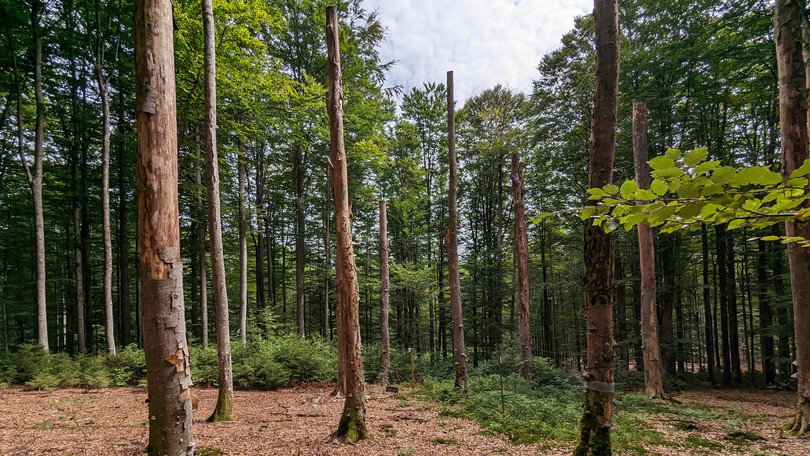 BETA-FOR Wald