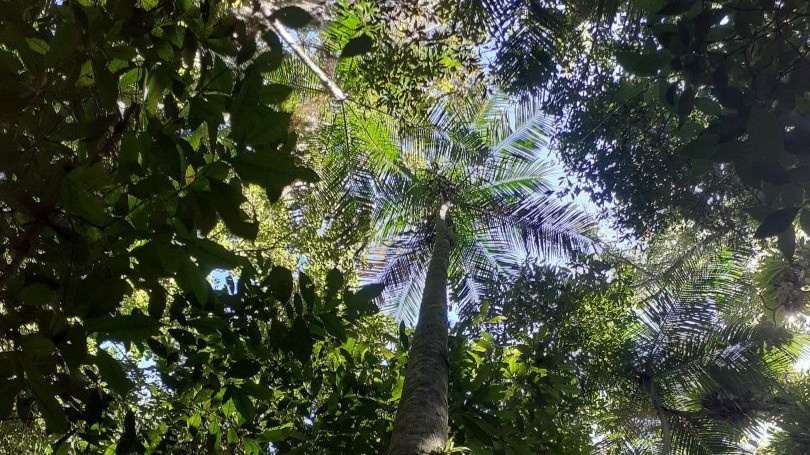 Experimental site