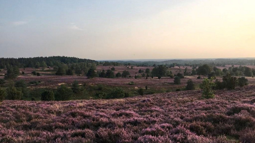 Immer einen Ausflug wert: Die Lüneburger Heide