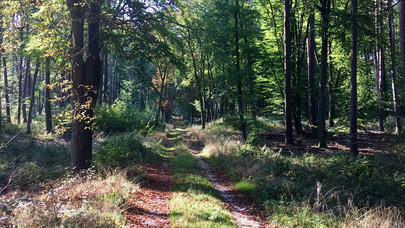 Ein Feldweg geht durch einen sonnigen Wald.