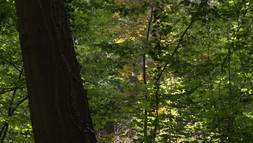 Stop species loss through structurally rich forest landscapes