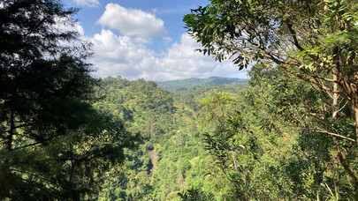 View from a height through treetops to a canopy of tropical jungle