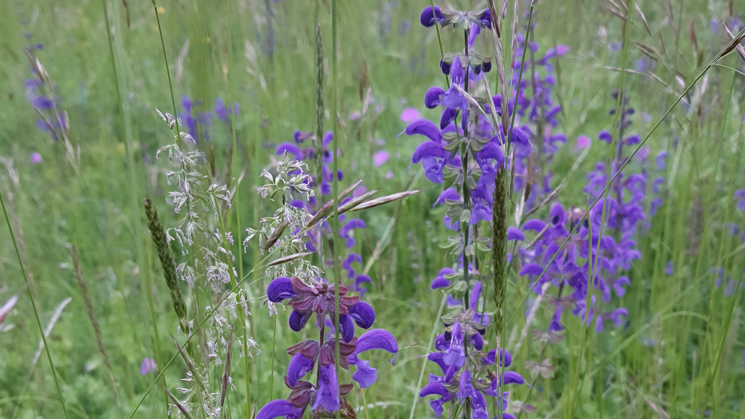 Wiesen-Salbei - Salvia pratensis