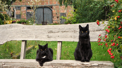 Zwei Katzen sitzen auf einer Bank