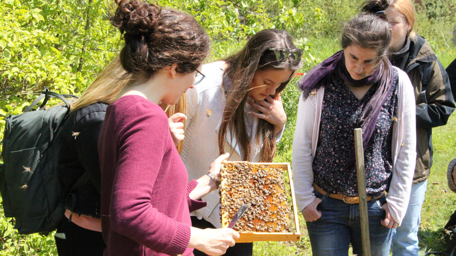 Honigbienen
