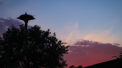 Storchennest bei Sonnenuntergang 