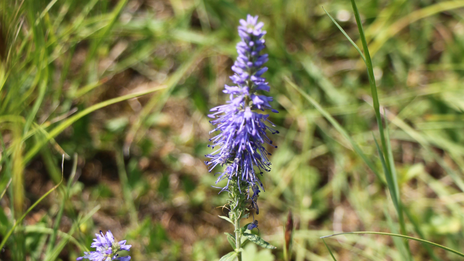 Ähren Blauweiderich - Veronica spicata