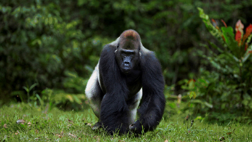 Gorilla Makumba