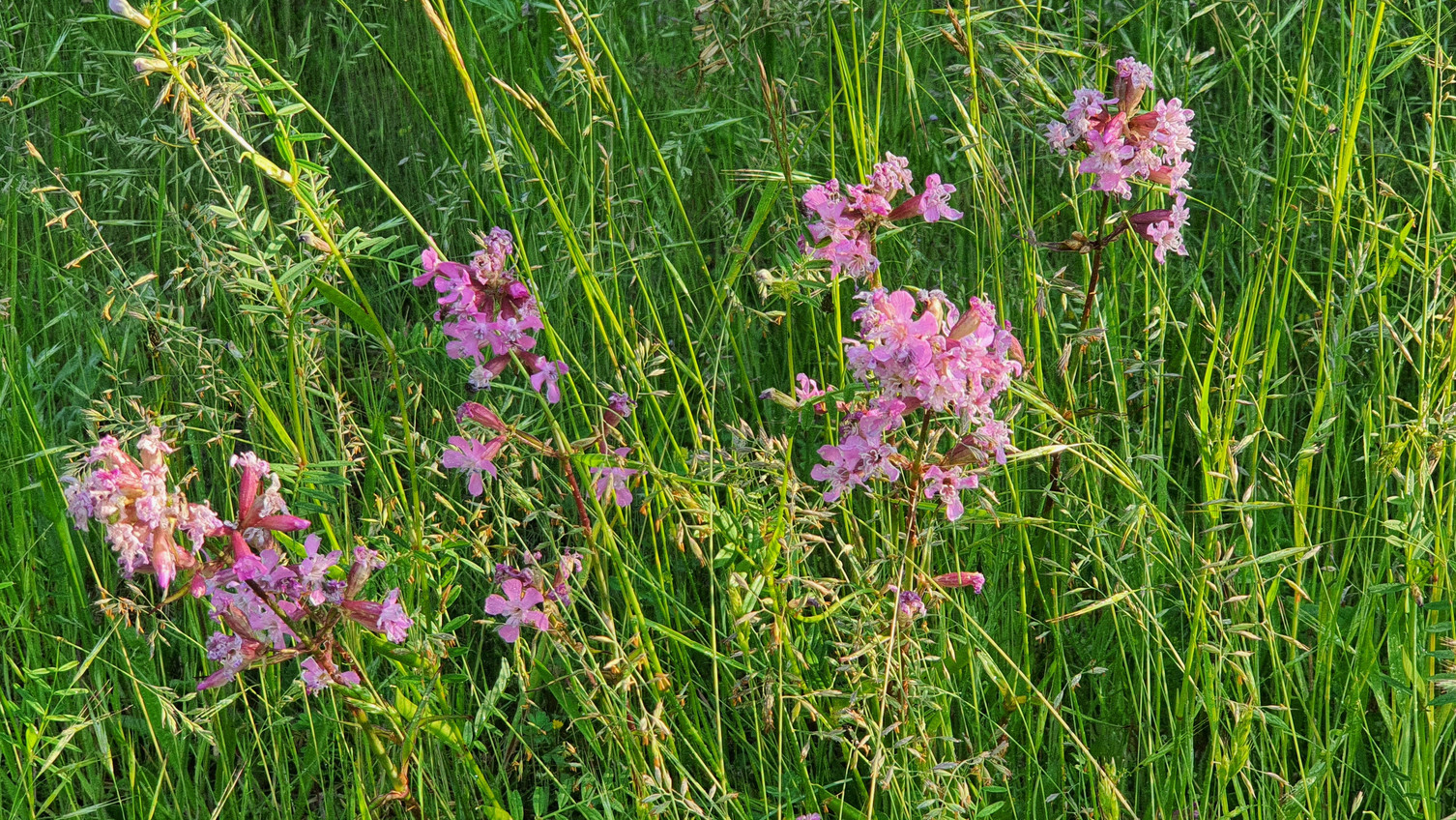Pechnelke - Lychnis viscaria