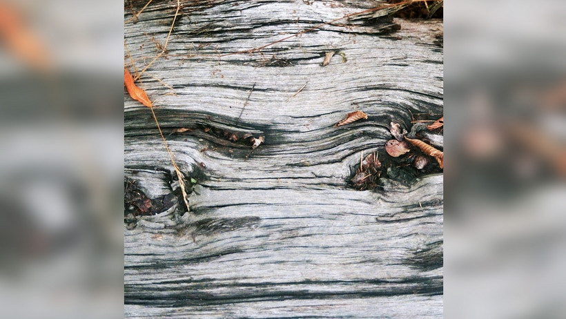 Das Bild zeigt einen Baumstamm