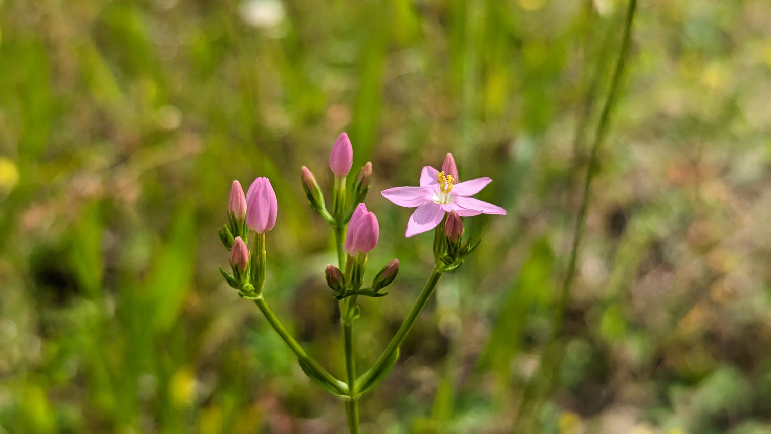 Centaurium erythraea