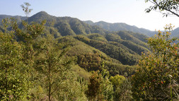China-Wald