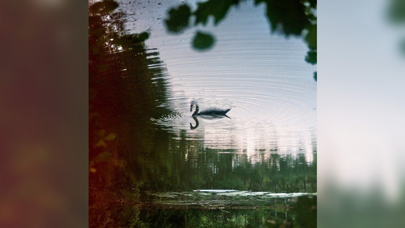 Das Bild zeigt einen Schwan, der sich im Wasser spiegelt