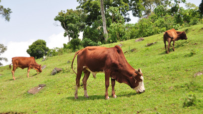 Ethiopia