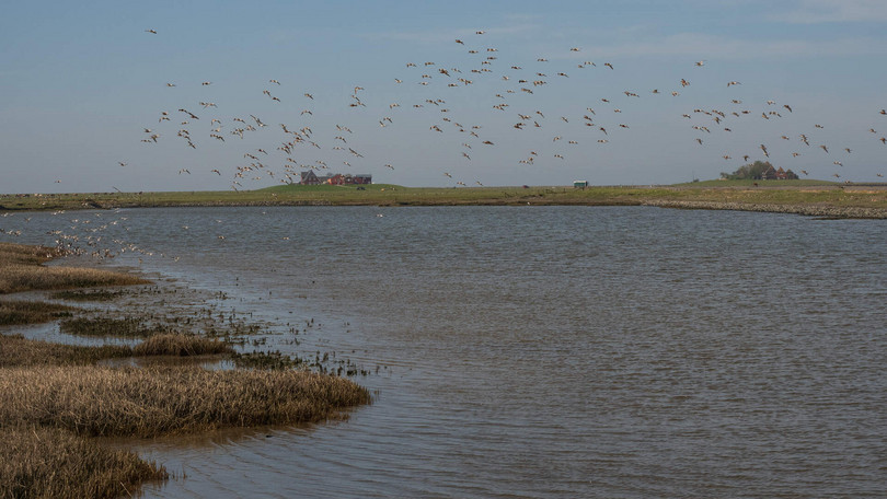 Warften, Wattwürmer und Windböen – Eine Exkursion zur Hallig Hooge