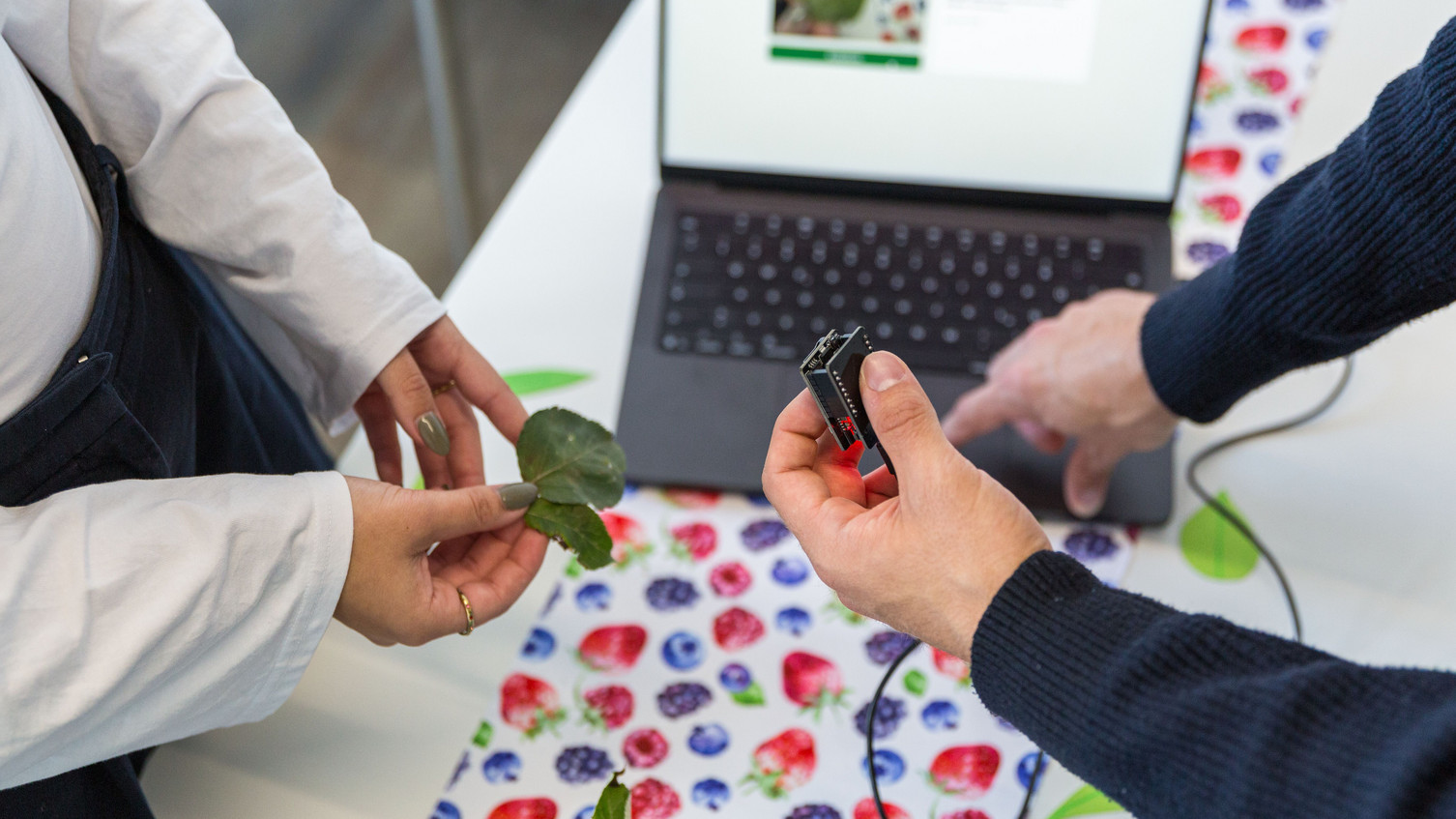 The app Demeter detects plant diseases based on leaves The app Demeter detects plant diseases based on leaves