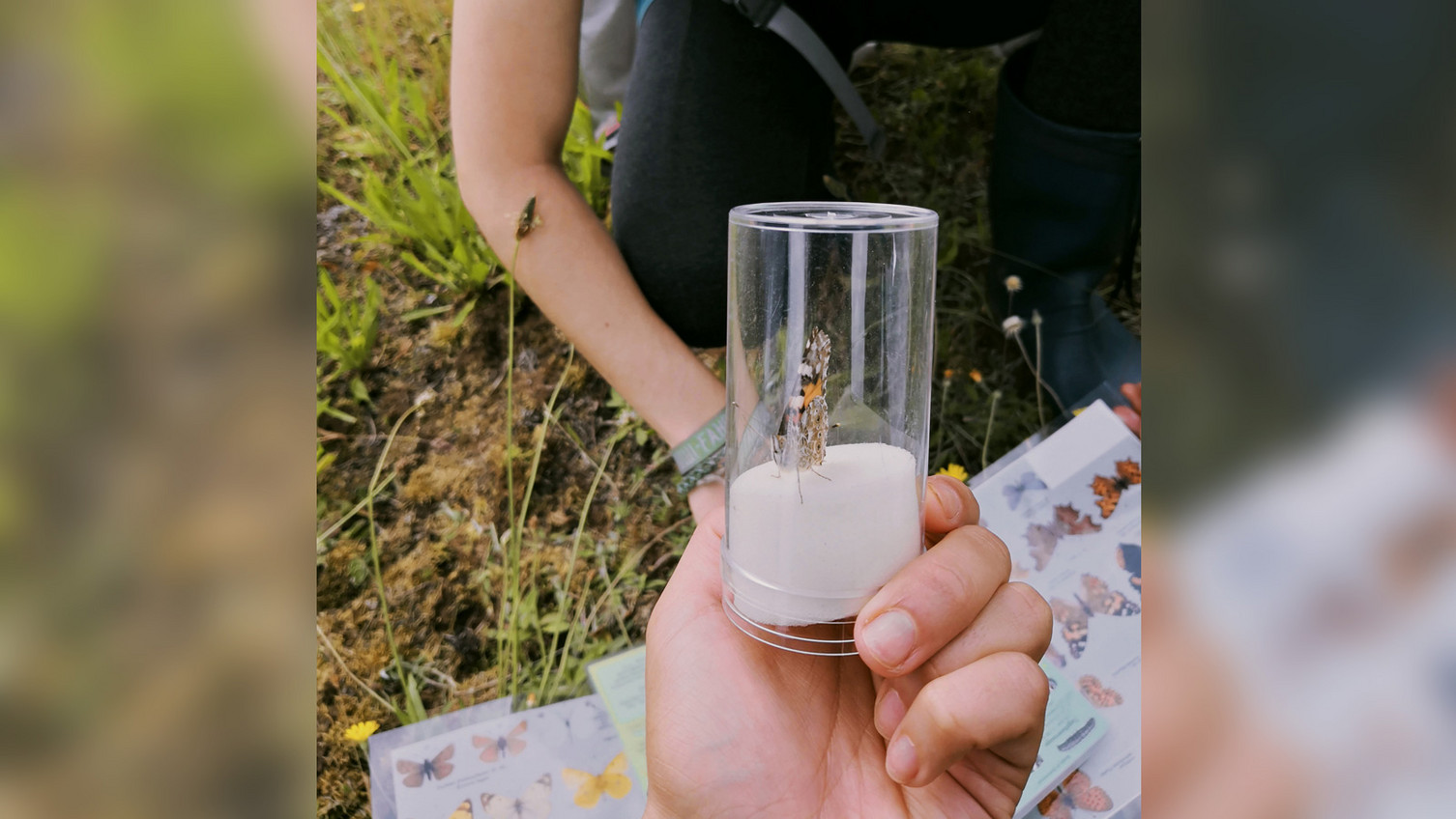 Ecology Field Experiment