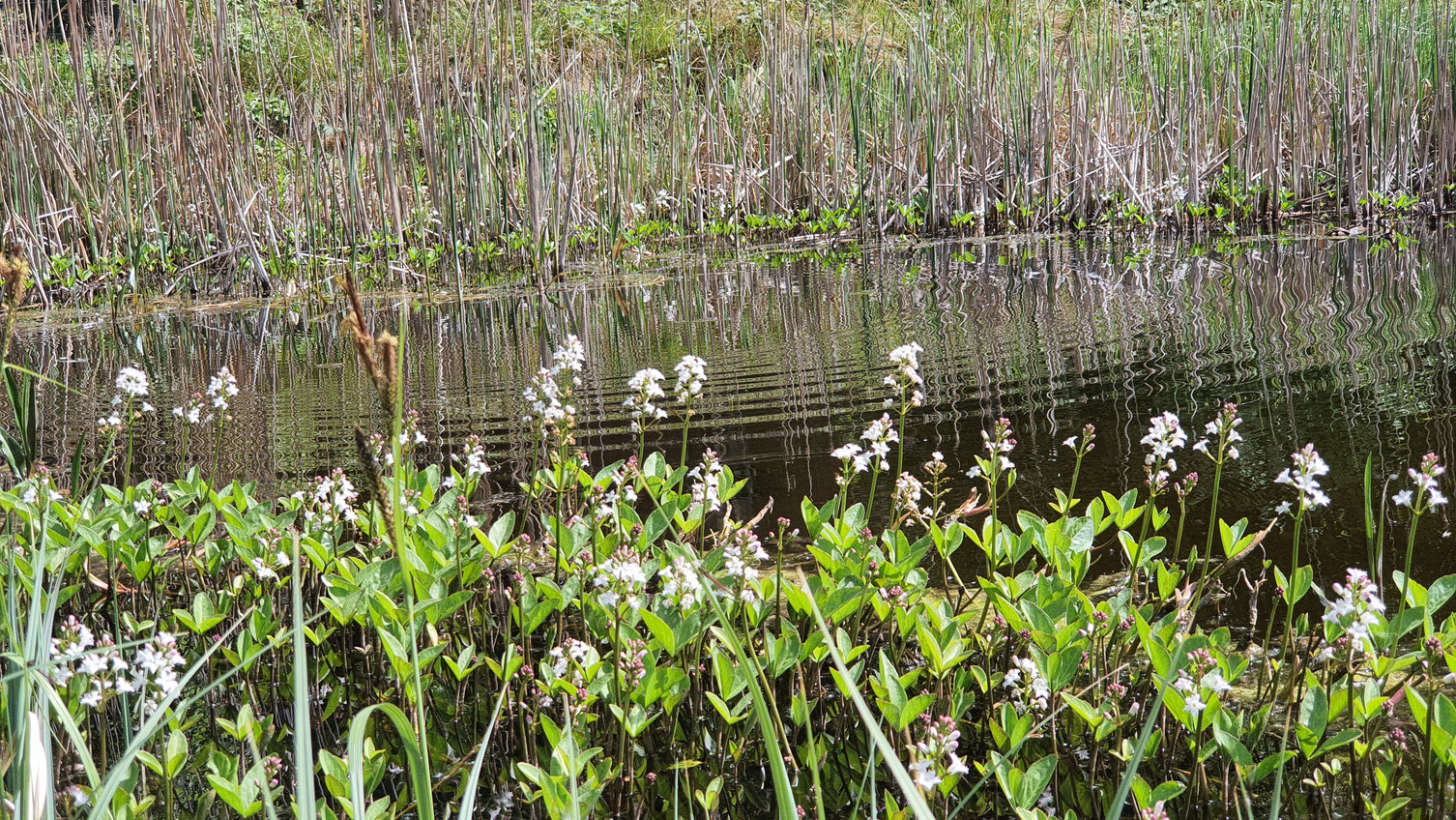 Fieberklee - Menyanthes trifoliata