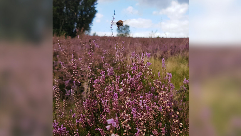 Das Bild zeigt eine Biene in Großaufnahme über der Lüneburger Heide