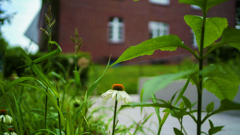 Natur auf dem Campus Darstellung von grünen Flächen auf dem Campus