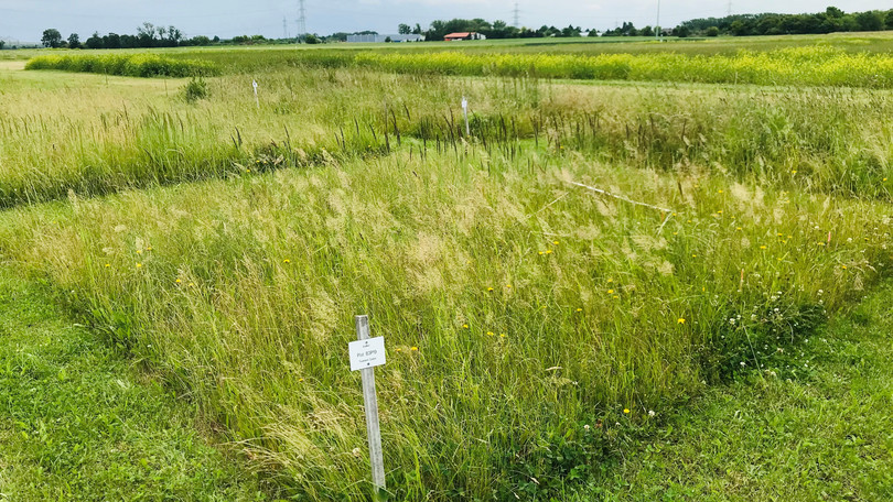 NutNet